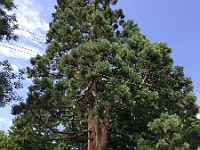 EBI 2021 Mirek 249  100 let stará sequoia gigantea ve Slanci - sobota, 24. července