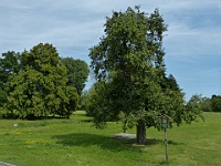 EBI 2025 Mirek 289  Lidická hrušeň, strom, který přežil řádění nacistického komanda. - čtvrtek, 7. srpna