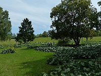 EBI 2025 Mirek 298  Starý lidický hřbitov byl také zničen. - čtvrtek, 7. srpna