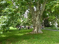 EBI 2025 Mirek 364  Mohutný platan na Kampě. - sobota, 9. srpna